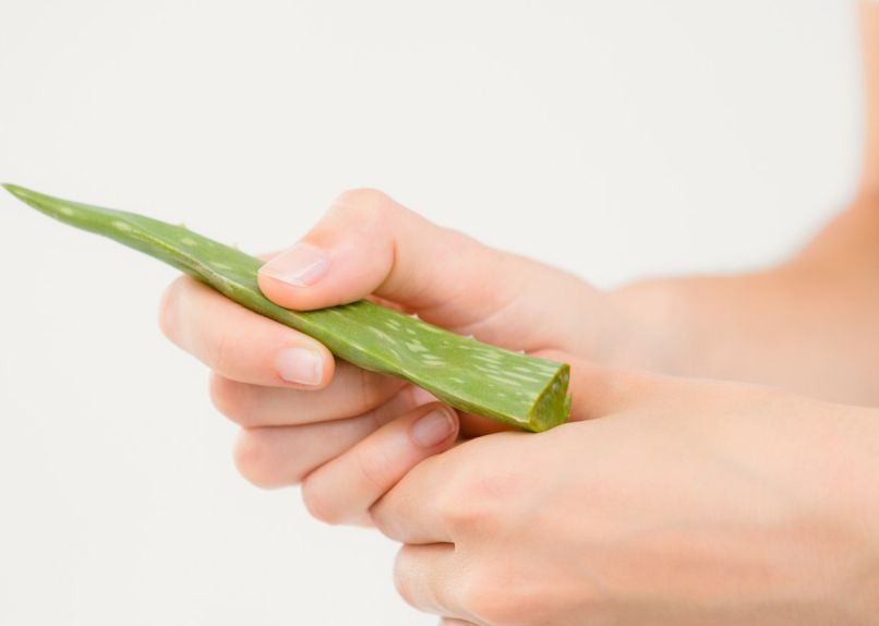 aloe vera
