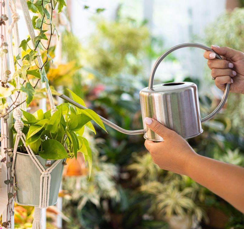 sobne rastline, rastlinjak, zelenje