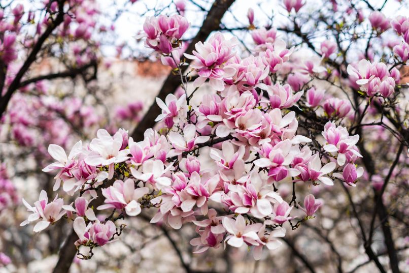 Magnolija