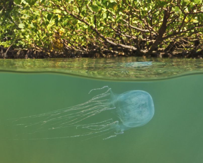 ožig meduze (4)