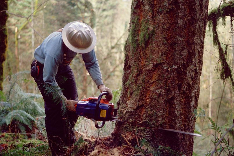 sečnja, motorka, gozd