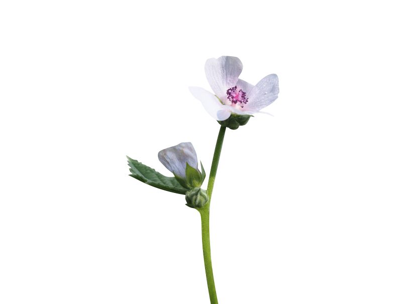 shutterstock_2504054999