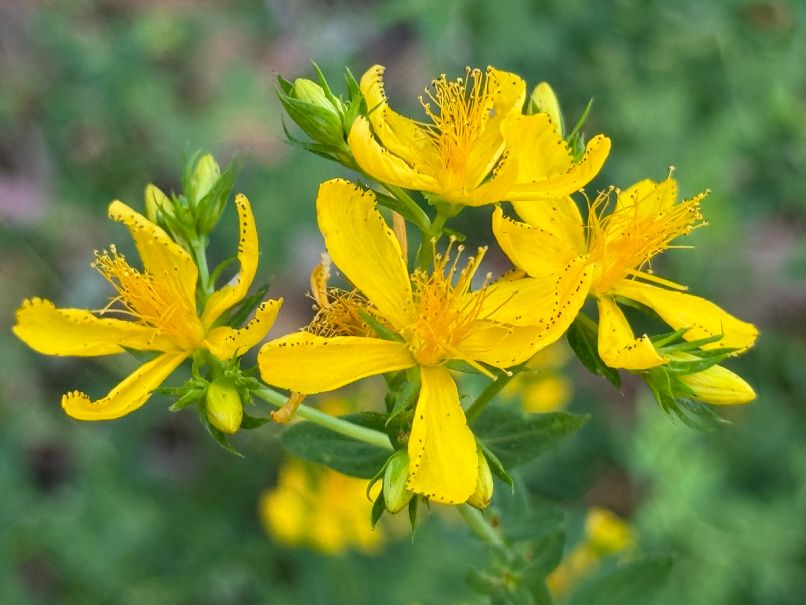 Vednozeleni gornik (2)