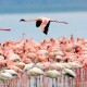 flamingos_1_1