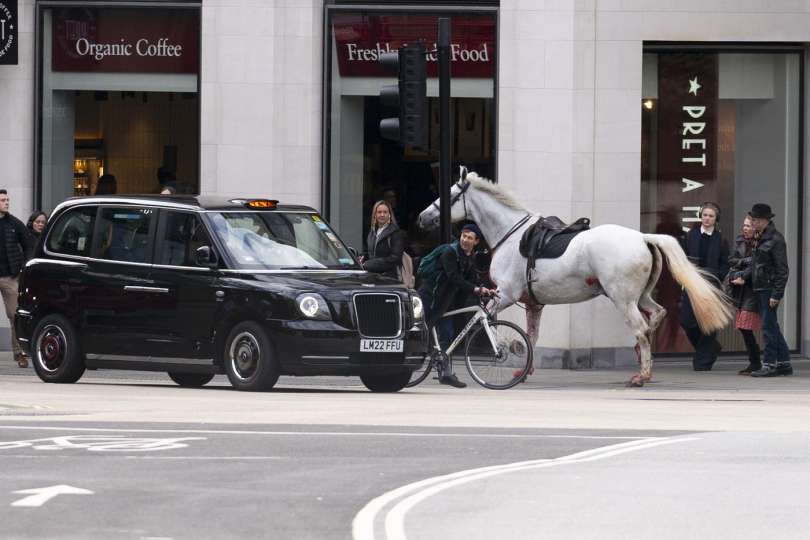 london, konj, beg