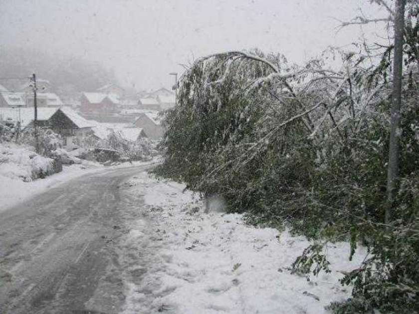Snegolom v Brežicah uničil največ gozdov