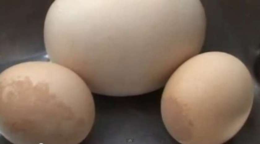 VIDEO: Zvalila gigantsko jajce