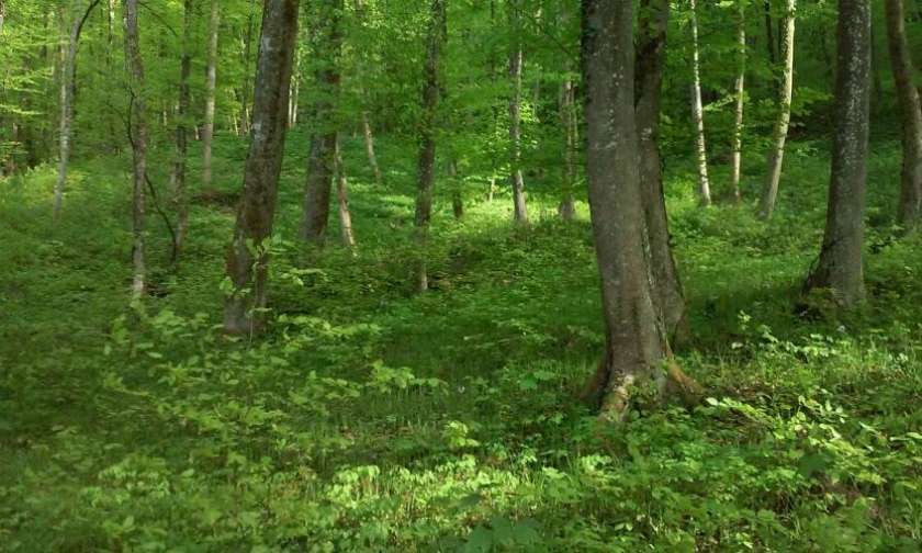 FOTO: Zavod za gozdove bo potreboval 250 inženirjev gozdarstva