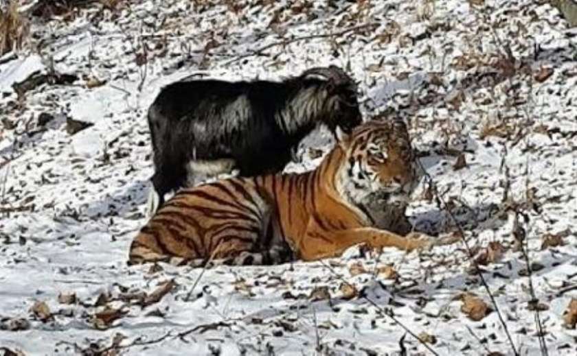 Tiger in kozliček sta se sprla 