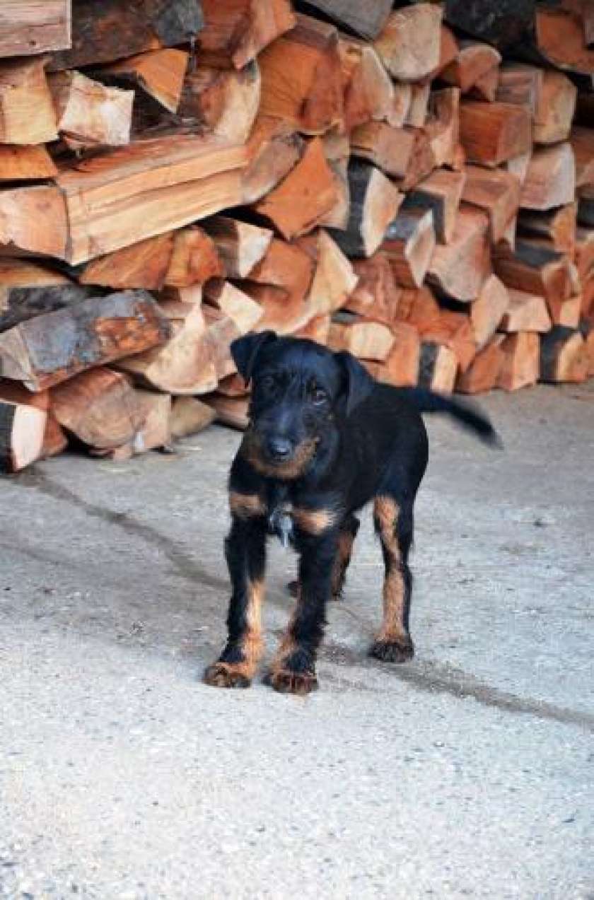 FOTO: Ste videli Brino?