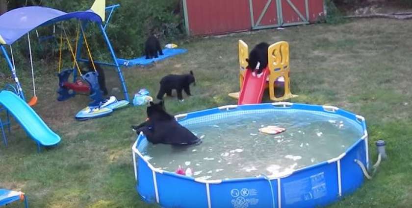 VIDEO: Medvedja zabava na otroškem igrišču