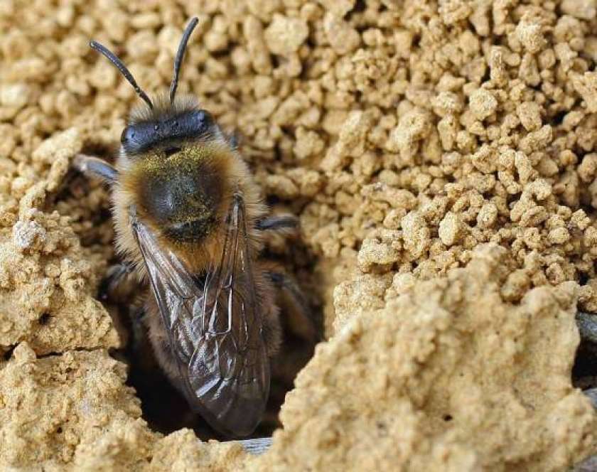 FOTO: Pri nas živijo tudi divje čebele