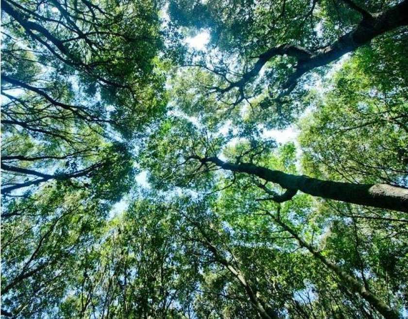 Slovenski državni gozdovi les prodali domačim kupcem