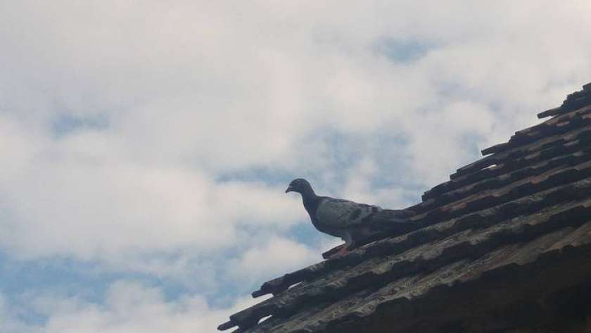 FOTO: Iščemo lastnika goloba