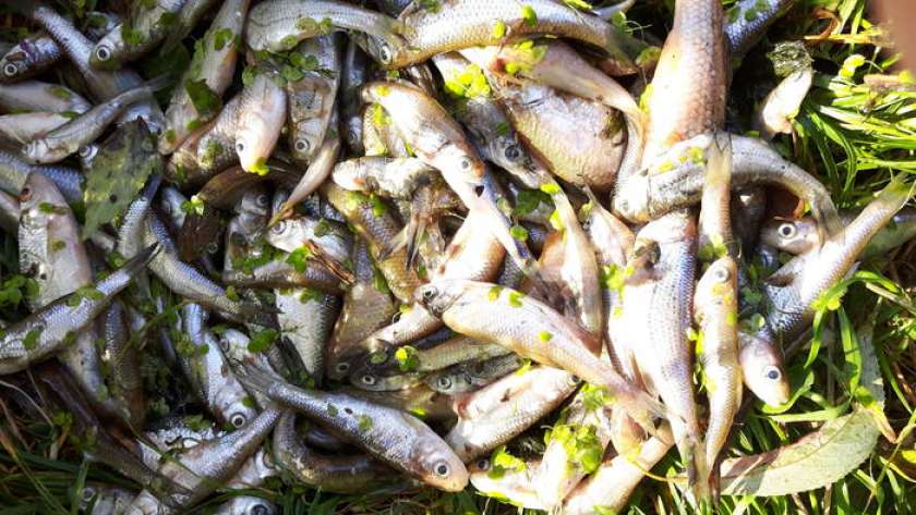 FOTO: V Temenici spet poginile ribe
