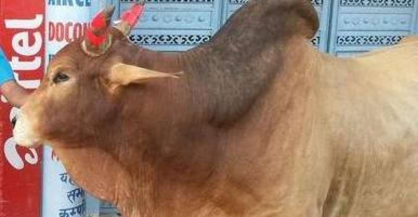 Indijske krave odslej z odsevniki na rogovih