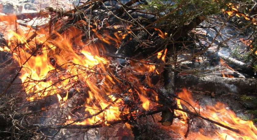 Zagorelo v gozdu pri Trebnjem