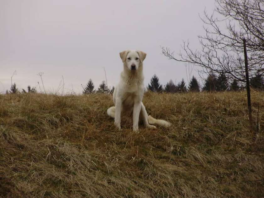 Izgubljeni pes, podoben zlatemu prenašalcu oz. labradorcu išče lastnika