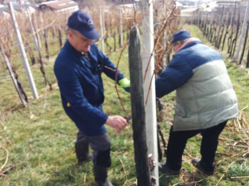 F&A: V Semiču rezali trto