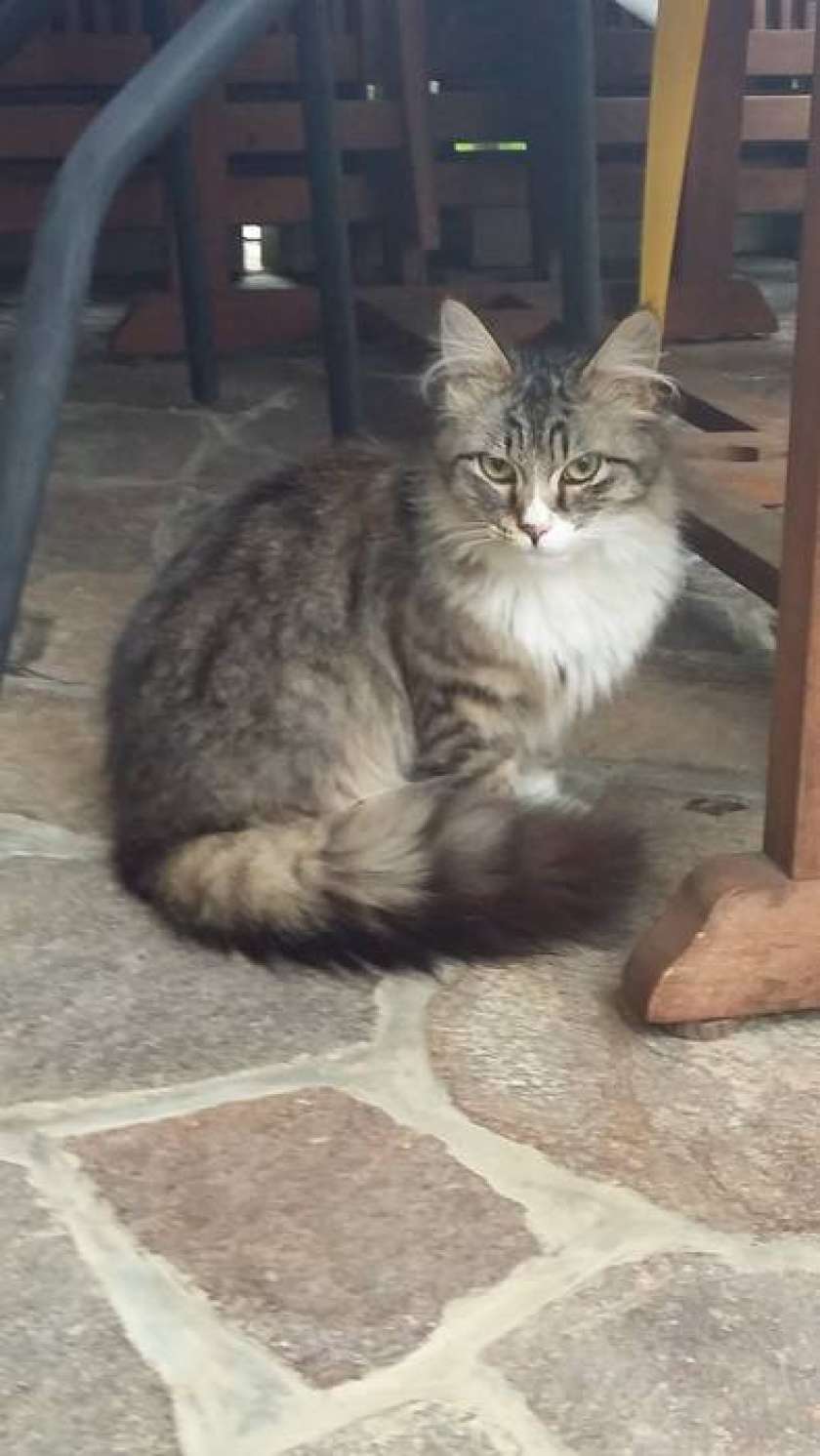 Muca išče svojega lastnika
