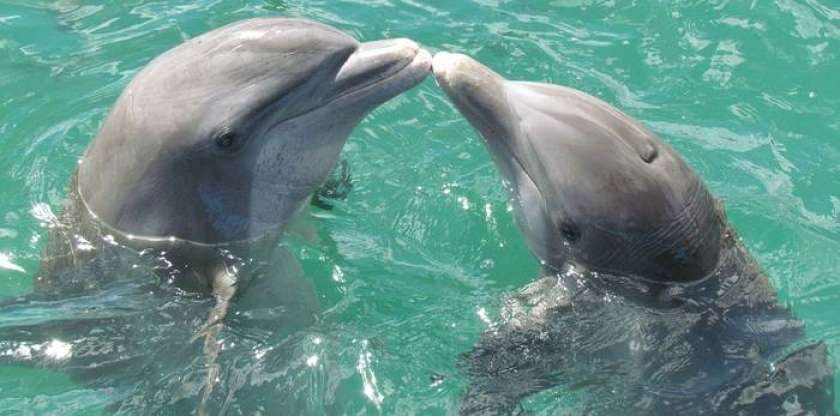 Dan delfinov v Piranu