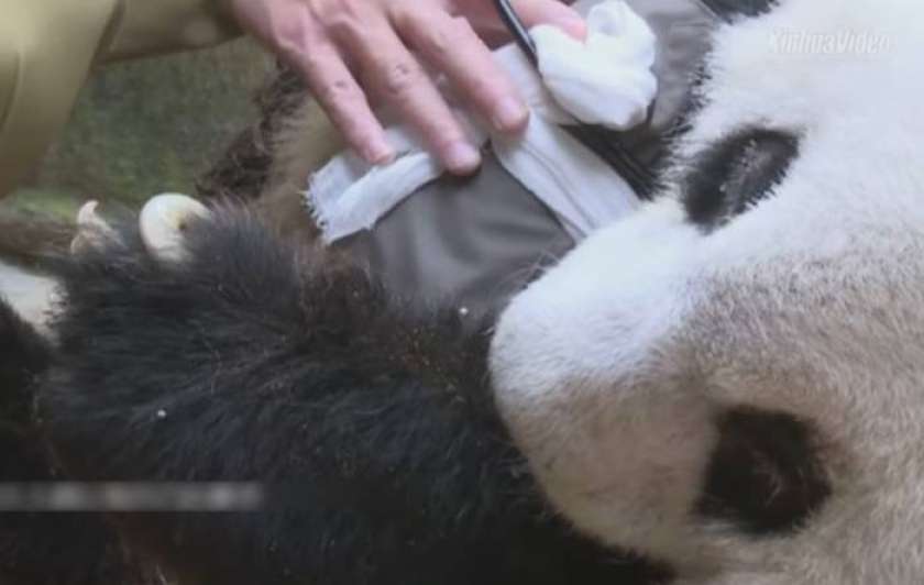 Umrla najstarejša velika panda na svetu v ujetništvu