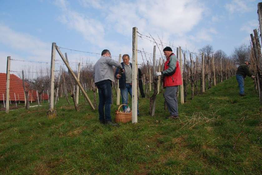 Na Gradniku obrezali vinograd s 7000 trtami