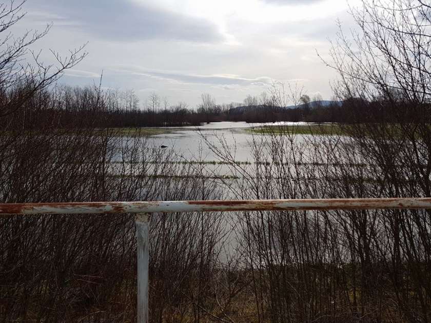 FOTO: Bo voda zalila Krško polje?