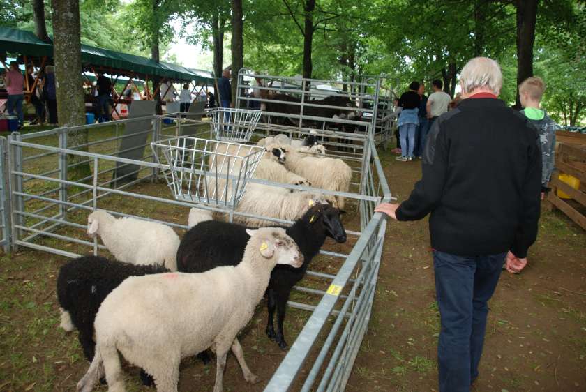 AVDIO&FOTO: Razstavili so ovce in koze