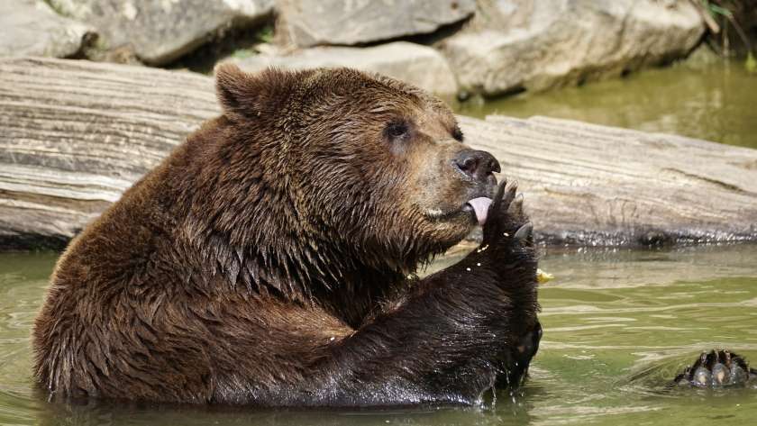 Nagrada za opazovanje medveda v njegovem naravnem okolju