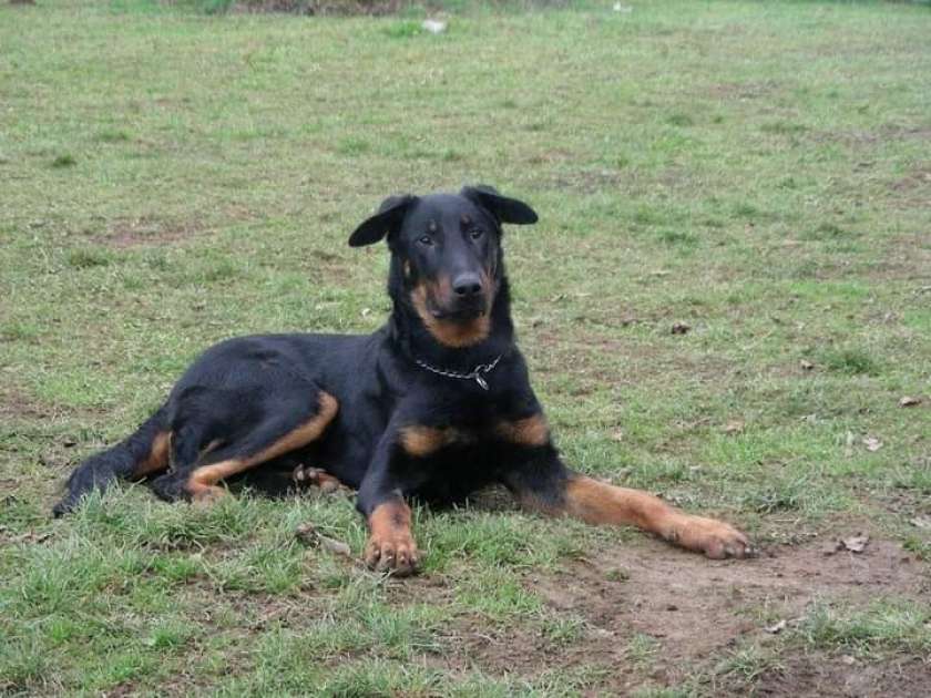 Novo mesto pozor - ste videli Beaucerona?