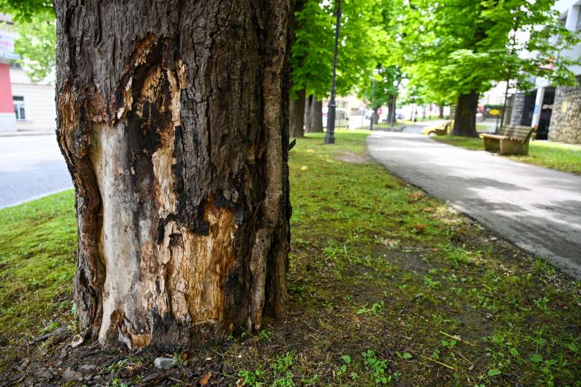 Novi kostanji bodo nadomestili nevarna drevesa Kettejevega drevoreda
