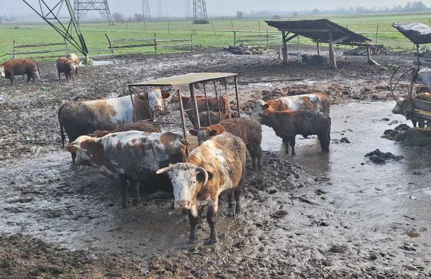 Uprava pri odvzemu goveda blizu Krškega ugotovila kršitve zakonodaje