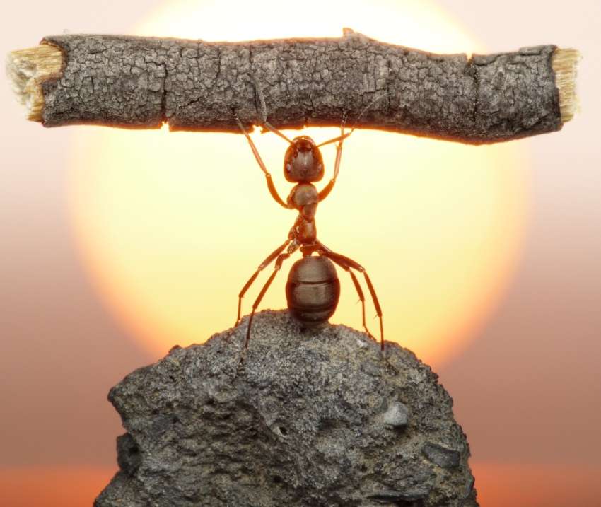 Že ena mravlja na kuhinjskem pultu pomeni rdeč alarm.