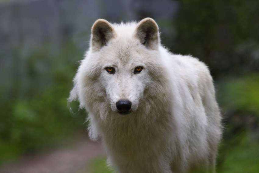 volk