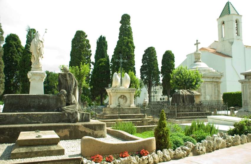 cipresa