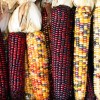 corncobs.jpg