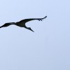 img_3241_copy.jpg