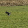 img_3221.jpg