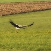 img_3222_copy.jpg