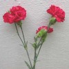 carnation1.jpg