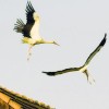 img_3840_copy.jpg