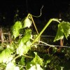 to__a_19_05_2009_017.jpg