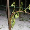 to__a_19_05_2009_045.jpg