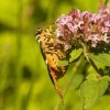 img_0887.jpg