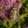 img_0848.jpg