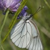 img_4833.jpg