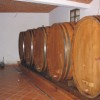 vinotrs04_velika.jpg