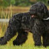 reba_russian_terrier.jpg