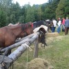 img_6380_16_1_000.jpg